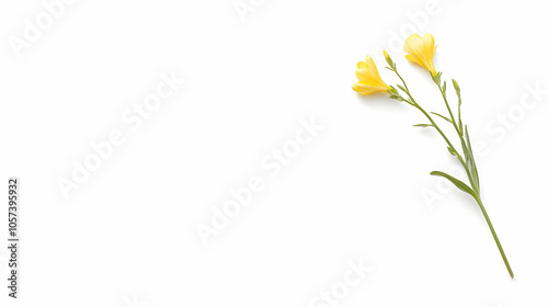 Wallpaper Mural A delicate yellow flower on a white background, symbolizing beauty and simplicity. Torontodigital.ca