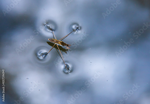 Quadro em tela Insect Gerris lacustris, known as common pond skater or common water strider is