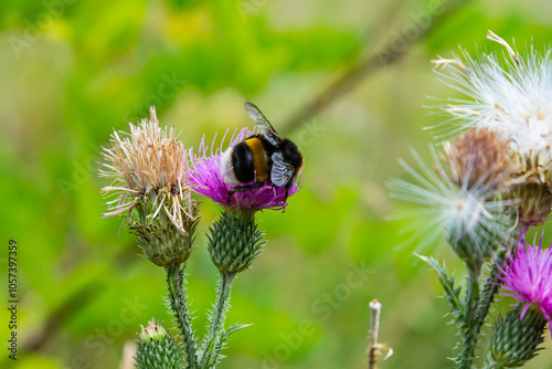 Closeup of a Bombus terrestris, the buff-tailed bumblebee or large earth bumblebee, feeding nectar of pink flowers photo