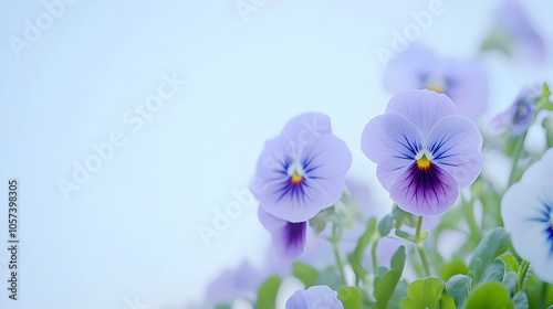 A close-up of delicate purple pansy flowers against a soft, light background.