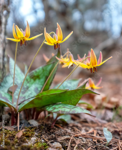 Dimpled Troutlilly (Erythronium umbilicatum) at Rocky Face Mountain Recreation Area, North Carolina photo