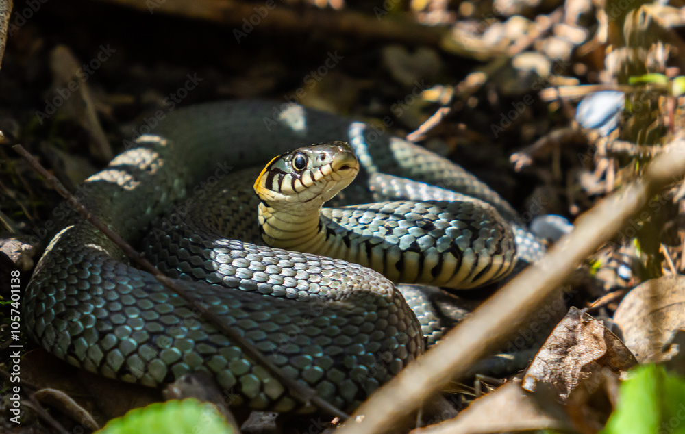 The grass snake Natrix natrix, sometimes called the ringed snake or water snake, is a Eurasian non-venomous snake. Mating time in spring in the forest The grass snake Natrix natrix, sometimes called the ringed snake or water snake, is a Eurasian non-venomous snake. Mating time in spring in the forest