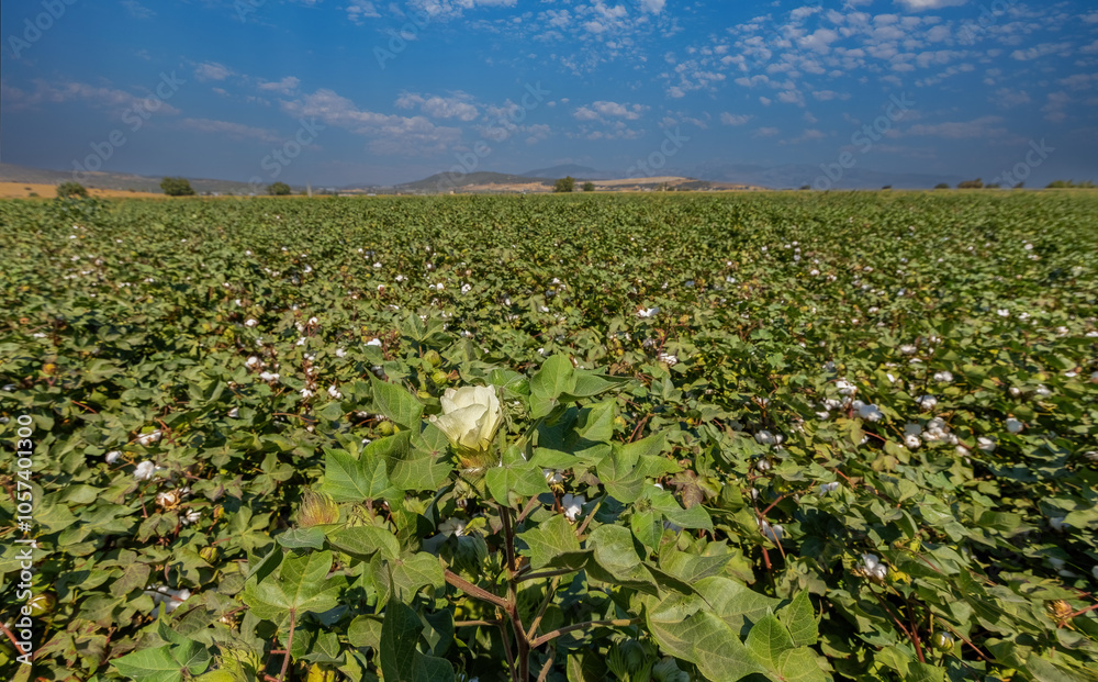 In the background of Izmir-Menemen plain, a cloudy sky and a cotton field