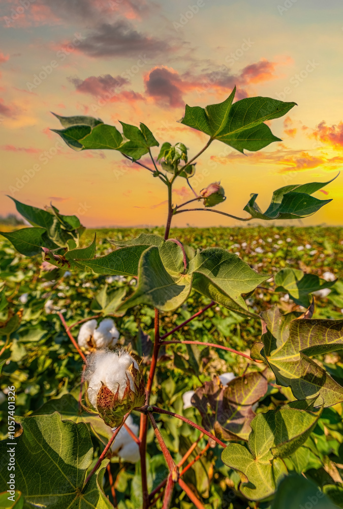 Izmir - Cotton field at sunset in Menemen plain