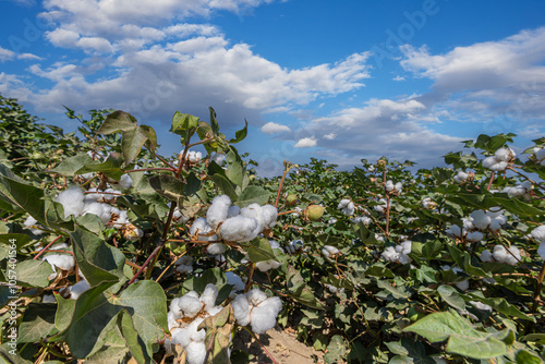 Obraz na płótnie In the background of Izmir-Menemen plain, a cloudy sky and a cotton field w salonie