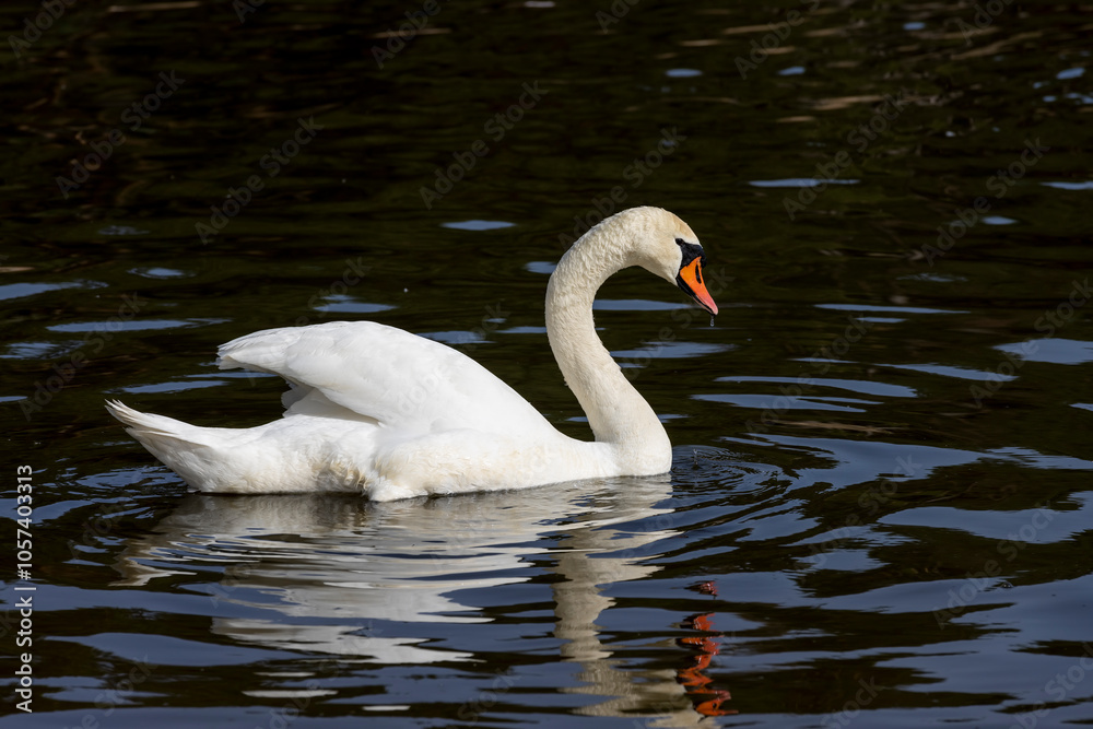 white swans who arrived in eastern Europe in the spring to raise offspring white swans who arrived in eastern Europe in the spring to raise offspring