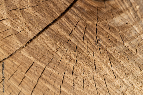 a log made of walnut wood in close-up