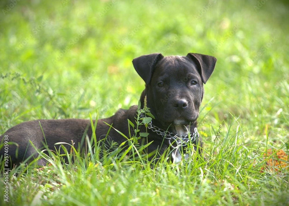 Cute friendly black bully breed cross puppy Cute friendly black bully breed cross puppy