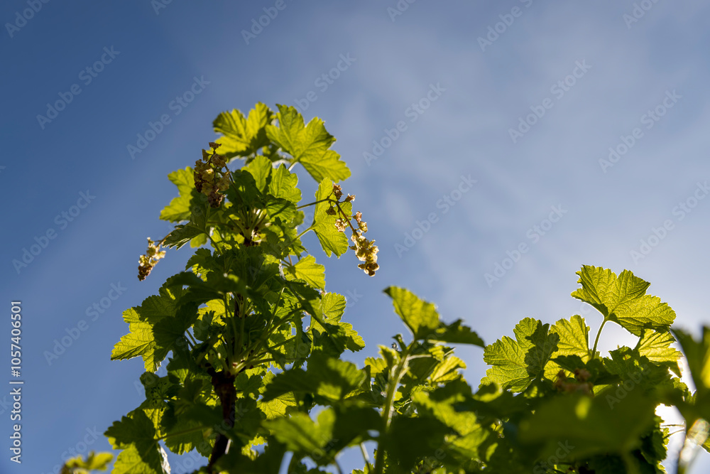 growing edible gooseberry berries in rural areas growing edible gooseberry berries in rural areas