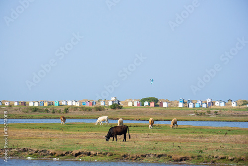 Cows on the beach in Skanör Falsterbo in Sweden with sheds badhytter and kite surfers in the background on a sunny summer day photo