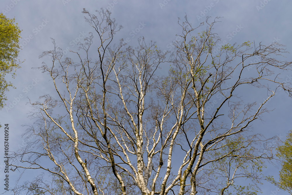 new green birch foliage in spring against a gray sky new green birch foliage in spring against a gray sky