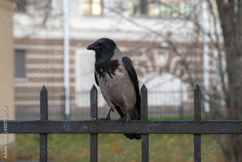 portrait of a crow photo