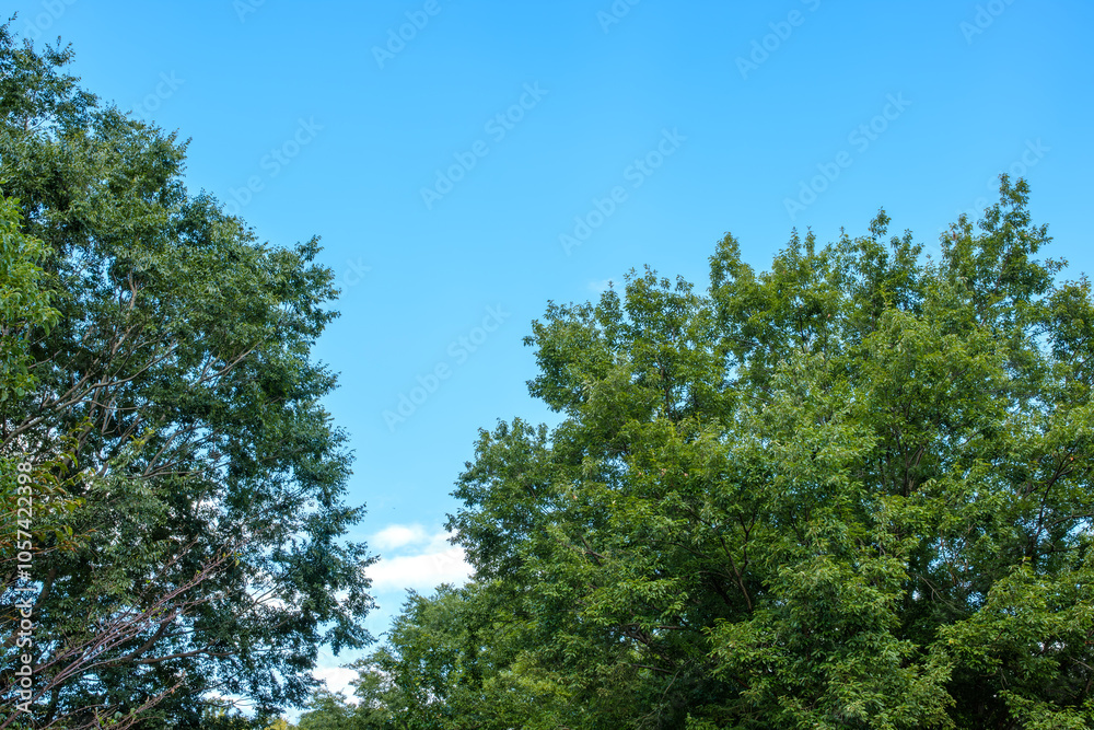Clear Blue Sky with Green Tree Canopy Clear Blue Sky with Green Tree Canopy