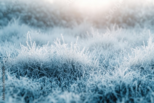 plants with rime