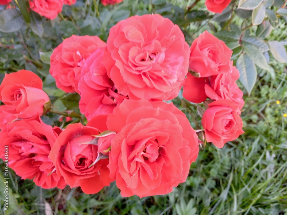 Red roses flower in the garden 