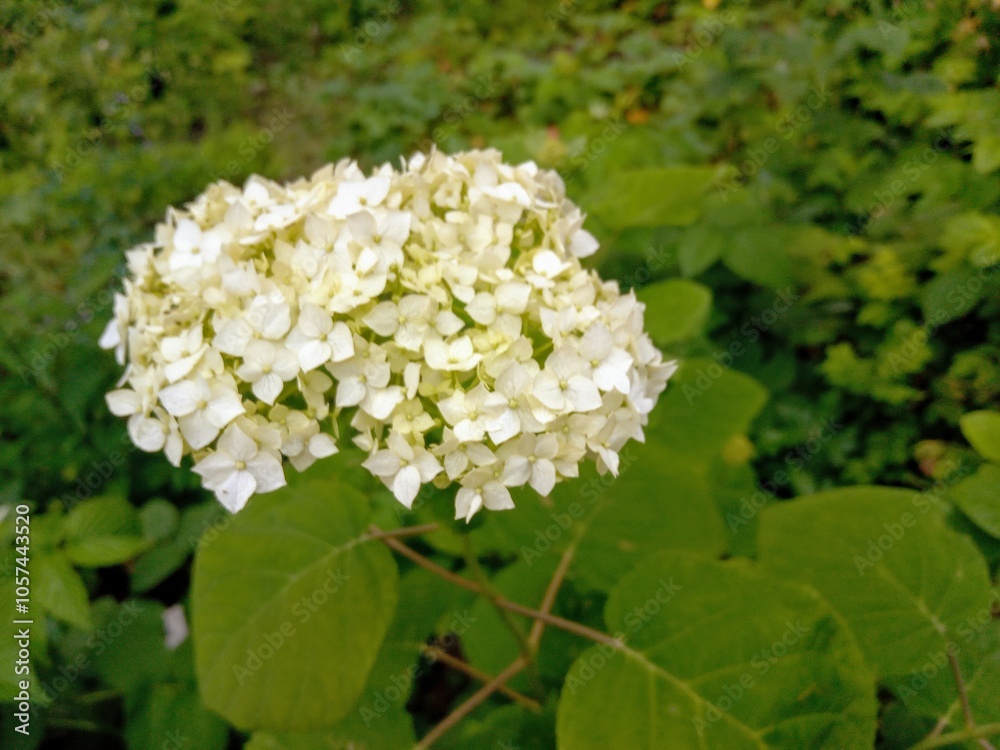 White hydrangea flower with greenery White hydrangea flower with greenery