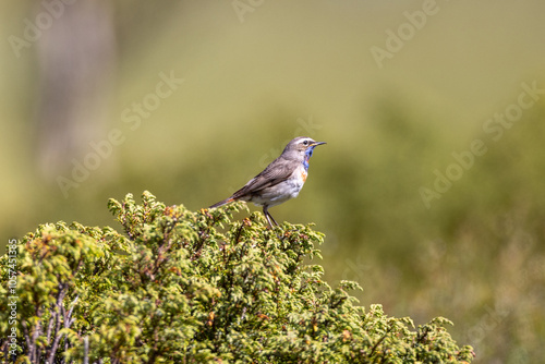 bluethroat on a bush photo