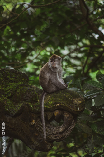 Monkey forest, Ubud, Bali