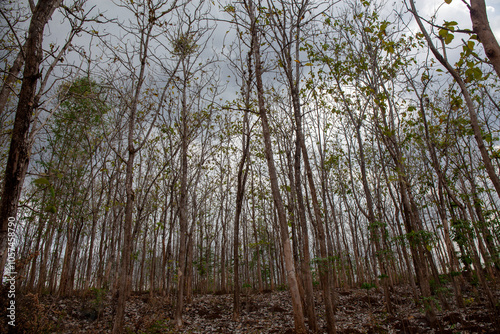 Teak tree plant