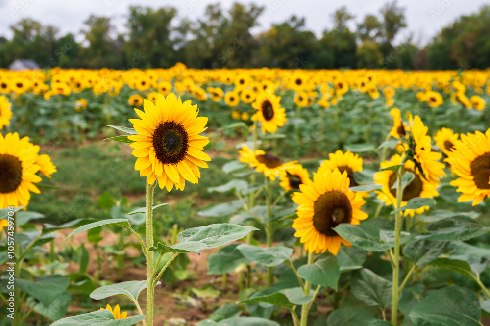 Fototapeta premium field of sunflowers in summer