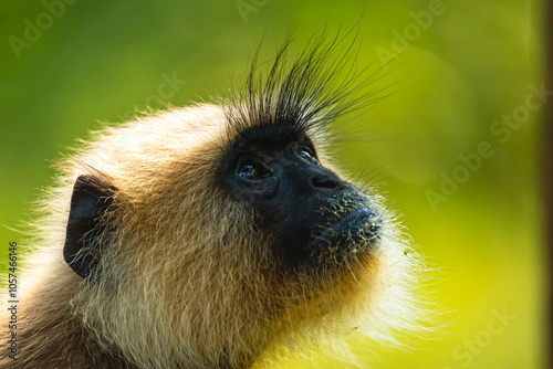 Langurs in Indian forests are arboreal primates with long tails, feeding on fruits and leaves, thriving in groups, and playing vital ecological roles as seed dispersers. photo