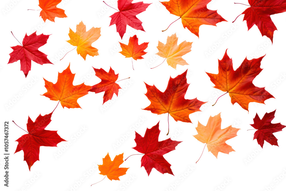 Vibrant orange and red maple leaves scattered on a clean white background Vibrant orange and red maple leaves scattered on a clean white background