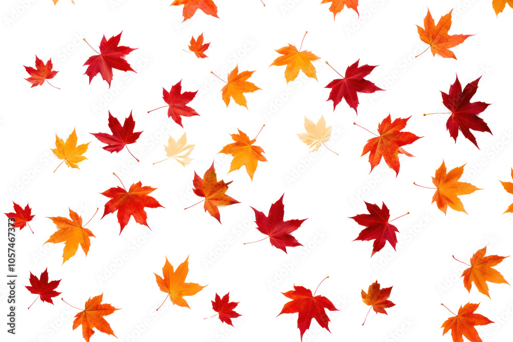 Vibrant orange and red maple leaves scattered on a clean white background