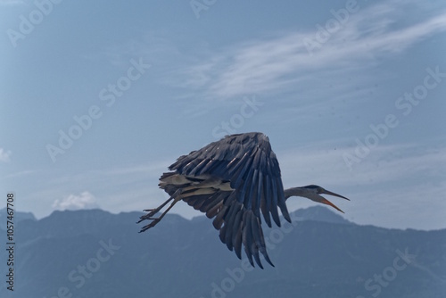 Héron cendré battant des ailes avec les montagnes en arrière plan photo