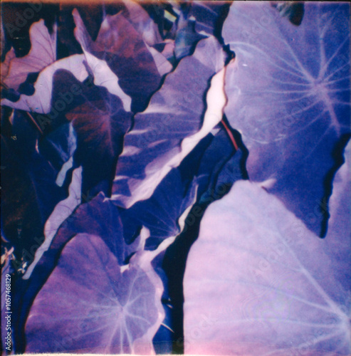 blue and white leaves