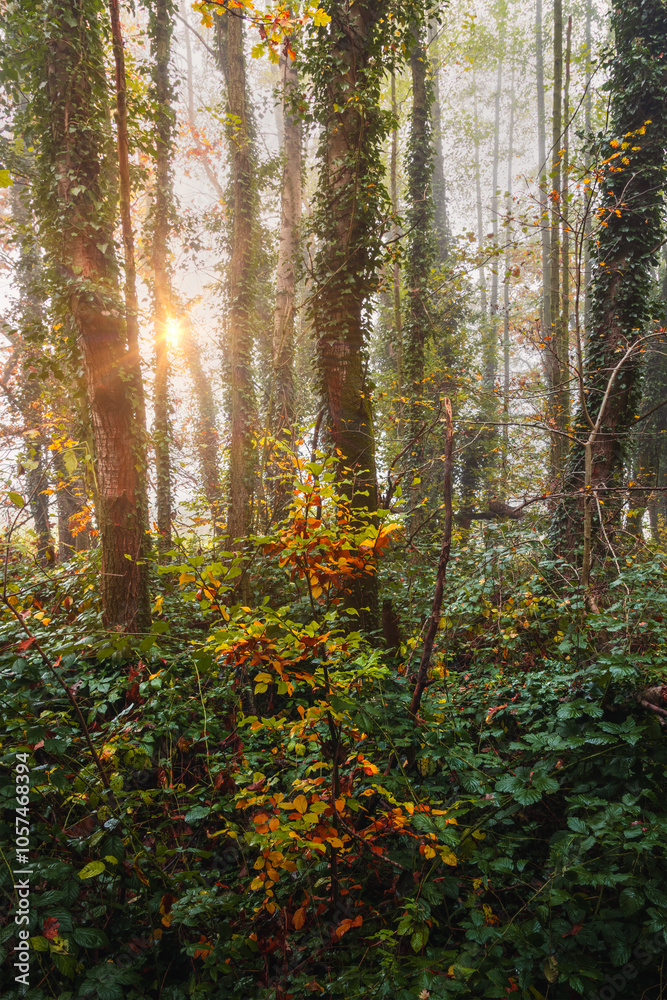 Autumn foliage leaf tree with trunk covered ivy plant in morning fog at sunrise. Czech landscape background Autumn foliage leaf tree with trunk covered ivy plant in morning fog at sunrise. Czech landscape background