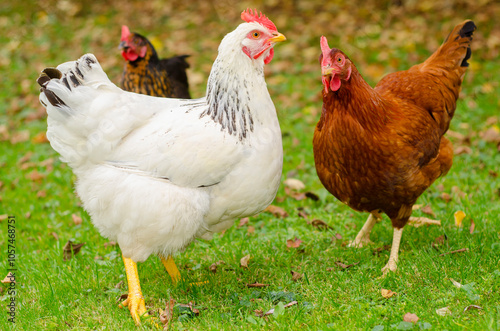 Germany, North Rhine Westphalia, Three chickens photo