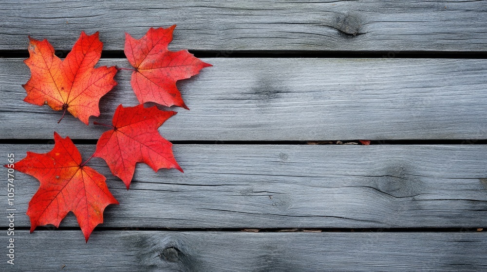 Maple leaves in autumn resting on a weathered wooden surface providing room for additional text Maple leaves in autumn resting on a weathered wooden surface providing room for additional text