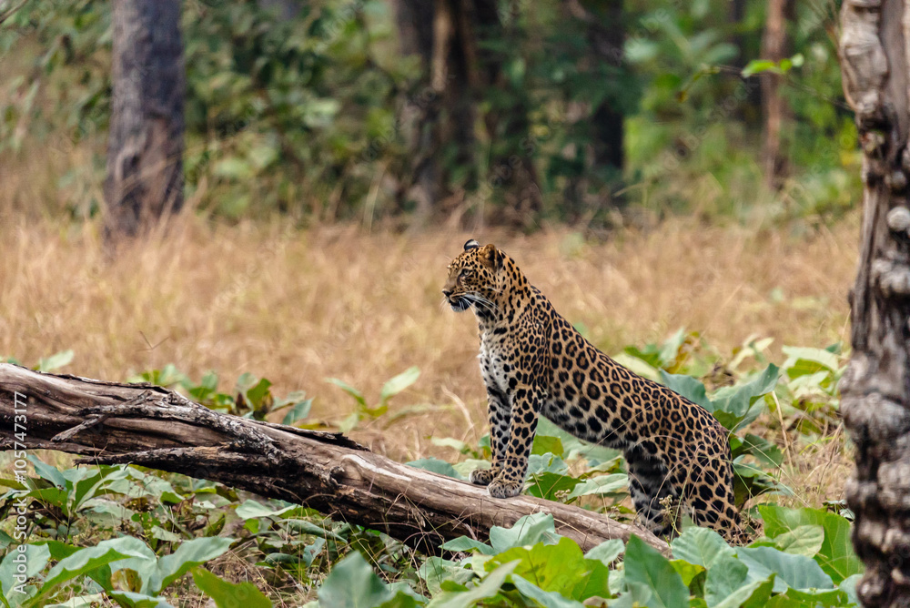 The leopard, a stealthy predator, has a rosette-patterned coat, exceptional agility, and adaptability, thriving in forests, grasslands, and mountains while hunting with unmatched precision. The leopard, a stealthy predator, has a rosette-patterned coat, exceptional agility, and adaptability, thriving in forests, grasslands, and mountains while hunting with unmatched precision.