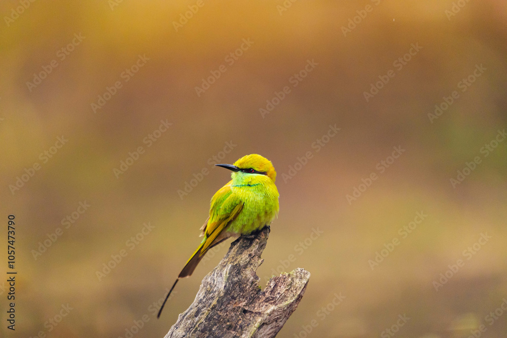 India’s birds include peacocks, eagles, kingfishers, flamingos, and cranes, thriving in forests, wetlands, deserts, grasslands, and the Himalayas. India’s birds include peacocks, eagles, kingfishers, flamingos, and cranes, thriving in forests, wetlands, deserts, grasslands, and the Himalayas.
