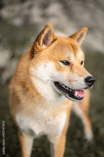 Close-up portrait of red Shiba inu dog