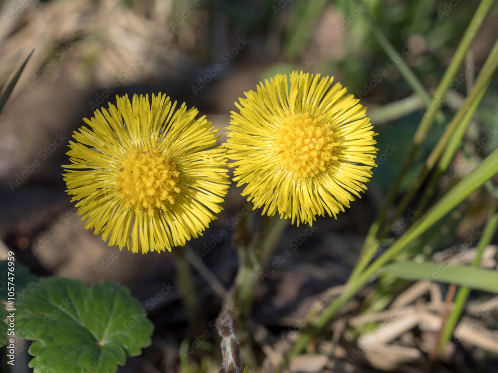 yellow coltsfoot flowers close up yellow coltsfoot flowers close up