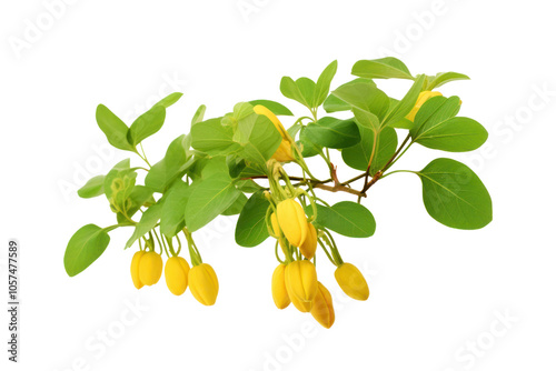 High-resolution shot of a yellow Arachis duranensis plant with visible leaves and pods, isolated on white background