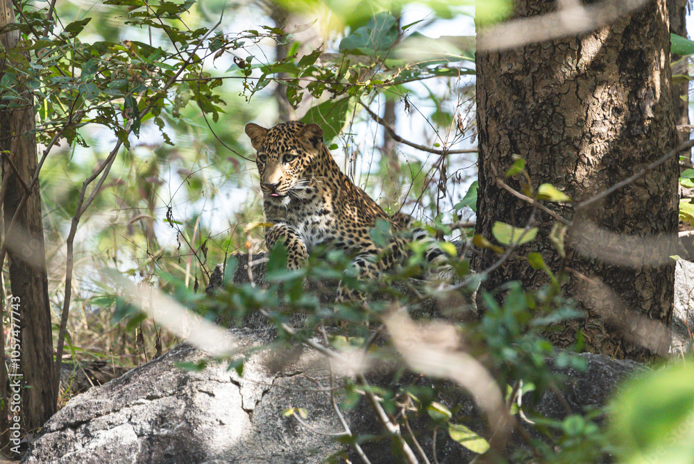 Obraz premium The leopard is a solitary, agile big cat, known for its spotted coat, exceptional climbing skills, stealth hunting, wide habitat range, and adaptability in diverse environments.