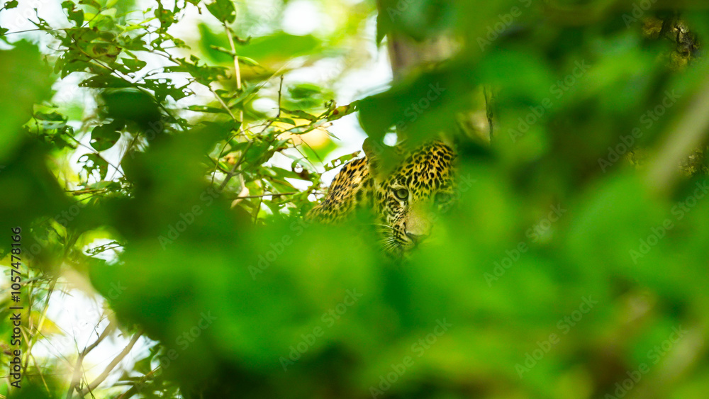 The leopard is a solitary, agile big cat, known for its spotted coat, exceptional climbing skills, stealth hunting, wide habitat range, and adaptability in diverse environments. The leopard is a solitary, agile big cat, known for its spotted coat, exceptional climbing skills, stealth hunting, wide habitat range, and adaptability in diverse environments.