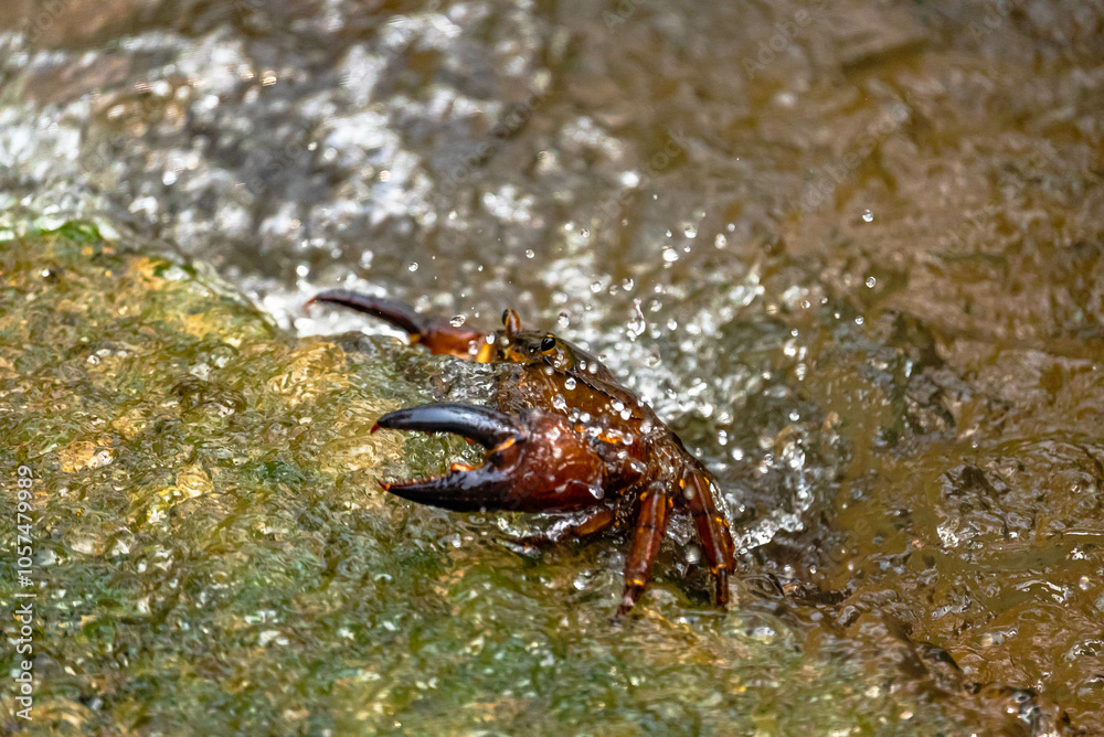 A freshwater crab stealthily waits in shallow water, its claws poised. With a swift lunge, it attempts to snatch a darting fish for prey. A freshwater crab stealthily waits in shallow water, its claws poised. With a swift lunge, it attempts to snatch a darting fish for prey.