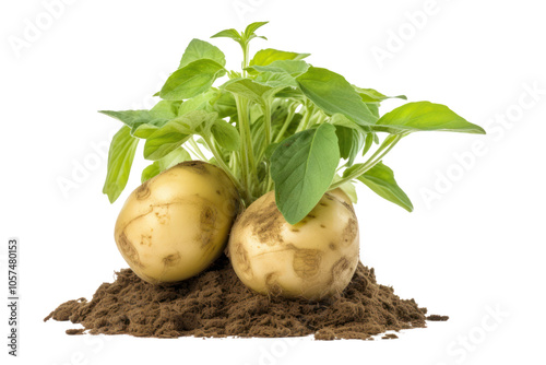 Freshly harvested potato plant with soil still clinging to its roots and green leaves visible, isolated on white background photo