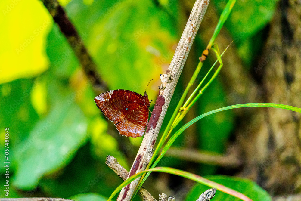 India is home to 1,300+ butterfly species, thriving in diverse habitats ...