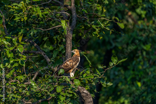 India’s birds include peacocks, eagles, kingfishers, flamingos, and cranes, thriving in forests, wetlands, deserts, grasslands, and the Himalayas.