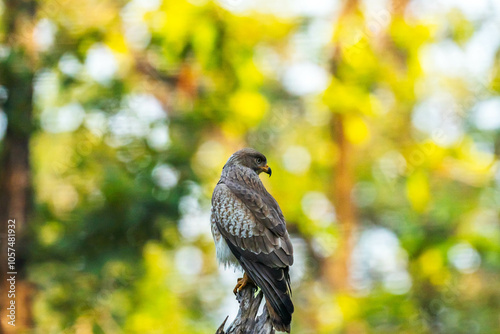 India’s birds include peacocks, eagles, kingfishers, flamingos, and cranes, thriving in forests, wetlands, deserts, grasslands, and the Himalayas.