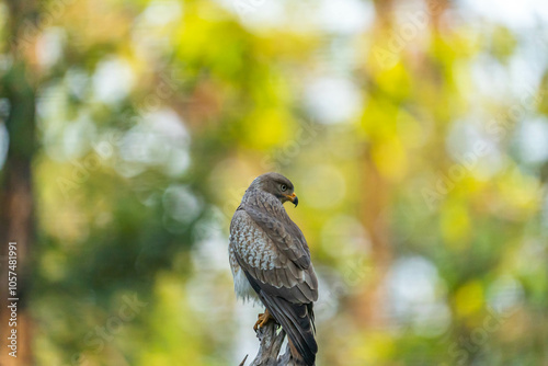 India’s birds include peacocks, eagles, kingfishers, flamingos, and cranes, thriving in forests, wetlands, deserts, grasslands, and the Himalayas.