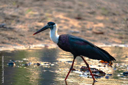 India’s birds include peacocks, eagles, kingfishers, flamingos, and cranes, thriving in forests, wetlands, deserts, grasslands, and the Himalayas.