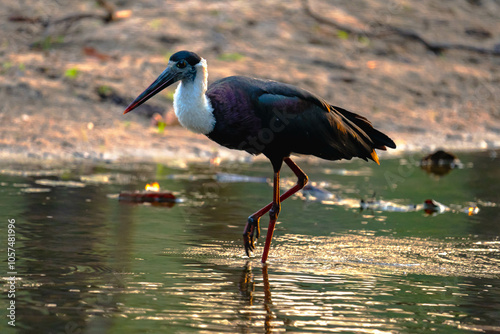 India’s birds include peacocks, eagles, kingfishers, flamingos, and cranes, thriving in forests, wetlands, deserts, grasslands, and the Himalayas.