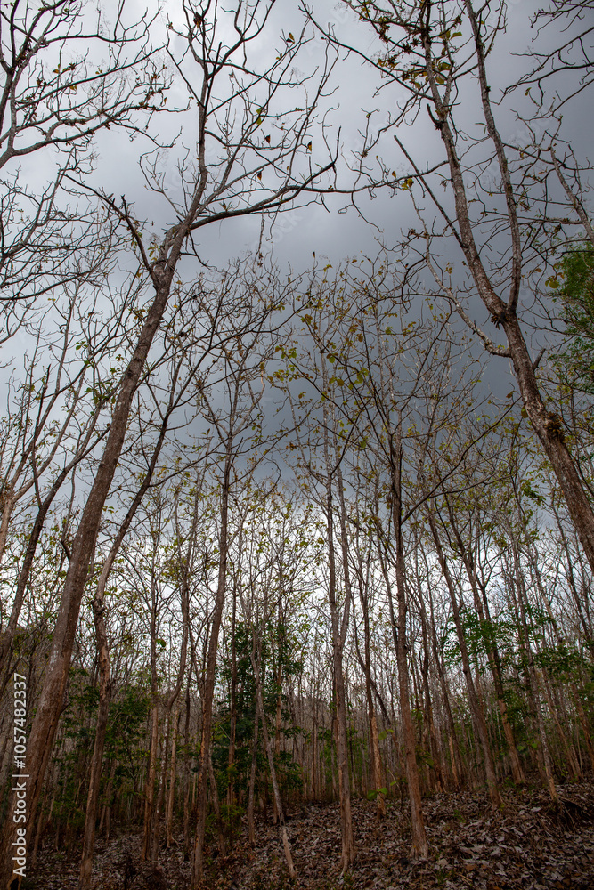 Teak tree plant Teak tree plant