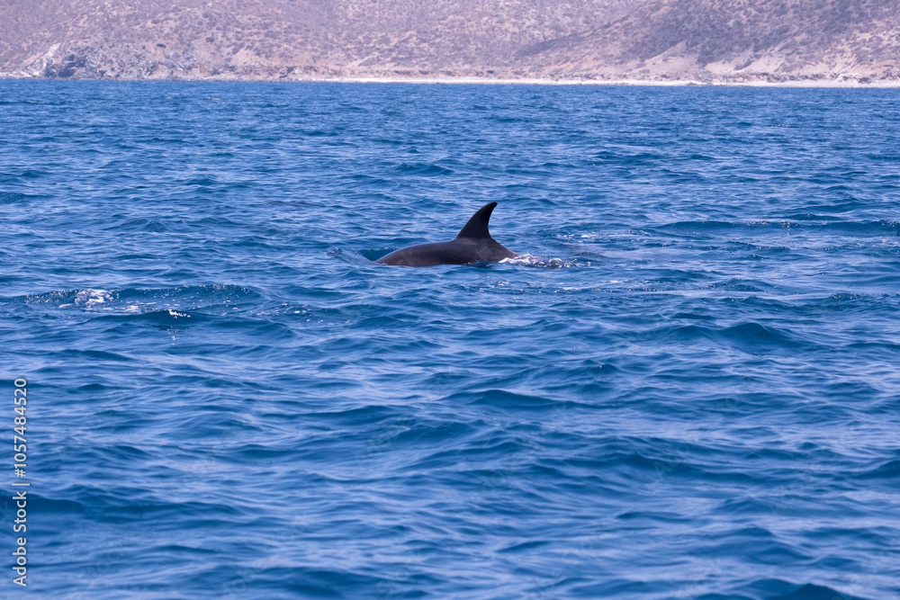 Fototapeta premium Wild Dolphins Swimming in Baja California Sur Mexico