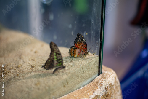 The Tailed Jay butterfly, known for its vibrant green and black pattern and distinctive tail-like extensions, flits gracefully through the butterfly exhibit at Wrocław Zoo